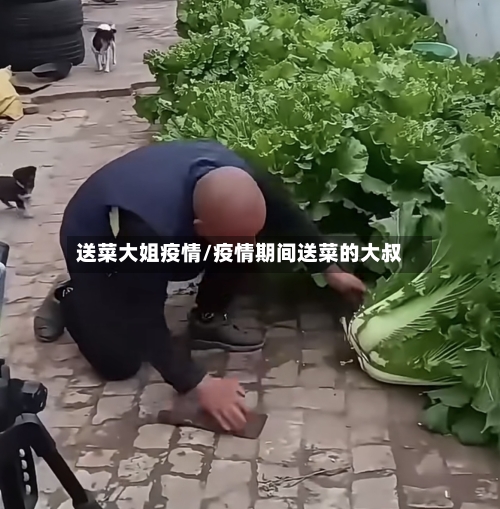 送菜大姐疫情/疫情期间送菜的大叔