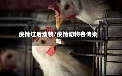 疫情过后动物/疫情动物会传染吗
