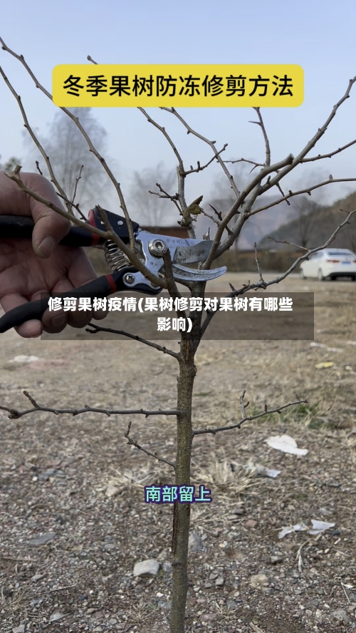 修剪果树疫情(果树修剪对果树有哪些影响)